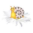 Snail on flower - ambiance-sticker.com