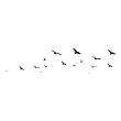 Animals wall decals - Birds Seaguls wall decals - ambiance-sticker.com